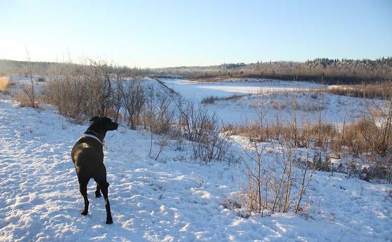Terwillegar Park off-leash area along the river valley